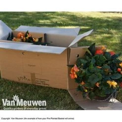 Geranium 'Balcon Mix' Pre-Planted Basket -Flower Plants Shop VM PrePlantedBasketArrive26