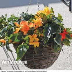 Geranium 'Balcon Mix' Pre-Planted Basket -Flower Plants Shop VM PrePlantedRattanBasket6