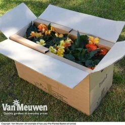 Geranium 'Balcon Mix' Pre-Planted Basket -Flower Plants Shop VM20PrePlantedBasketArrive6