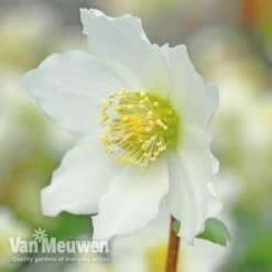 Hellebore 'Christmas Rose' -Flower Plants Shop VM Copyright Image Example21
