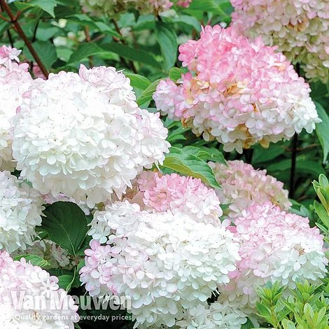 Hydrangea Paniculata 'Vanille Fraise' 10 Hydrangea Paniculata 'Vanille Fraise' - Image 8