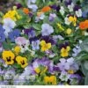 Viola 'Sorbet Mixed' -Flower Plants Shop Viola Sorbet XP Mixed Garden Ready