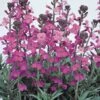 Wallflower 'Bowles's Mauve' 2 Wallflower 'Bowles's Mauve' -Flower Plants Shop WALL V58943 A h