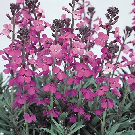 Wallflower 'Bowles's Mauve' 3 Wallflower 'Bowles's Mauve'