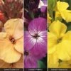 Wallflower 'Sunset Collection' -Flower Plants Shop WALL V64944 A h