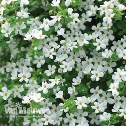 New Products -Flower Plants Shop WHIT V17021 B