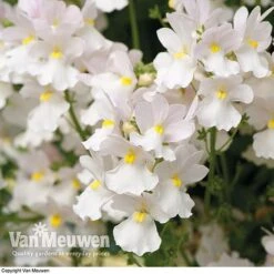 White Basket Duo Collection -Flower Plants Shop WHIT V17021 C