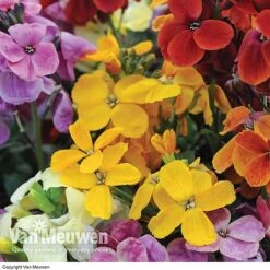 Wallflower 'Sugar Rush' Mix -Flower Plants Shop Wallflower Sugar Rush