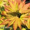 Acer Palmatum 'Orange Dream' -Flower Plants Shop acer dream