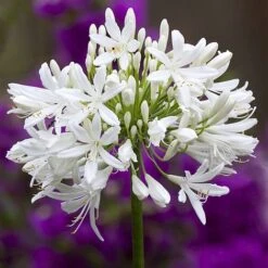 Agapanthus Africanus 'Albus' -Flower Plants Shop albus3