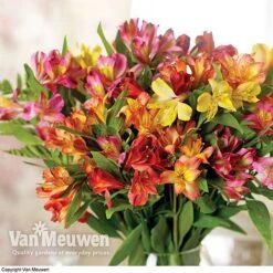 Alstroemeria 'Garden Hybrids' -Flower Plants Shop alst gard hyb3
