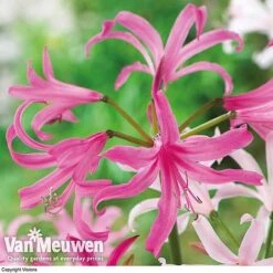 Amarine 'BellaDiva Mixed' -Flower Plants Shop amar v73282 c