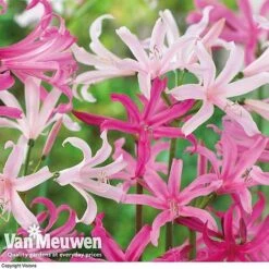 Amarine 'BellaDiva Mixed' -Flower Plants Shop amar v73282 d