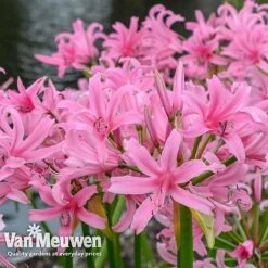 Amarine 'BellaDiva Mixed' -Flower Plants Shop amar v73282 e