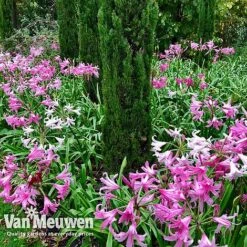 Amarine 'BellaDiva Mixed' -Flower Plants Shop amar v73282 f