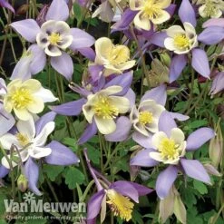 Garden Ready Perennial Collection -Flower Plants Shop aquilegia
