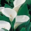 Arum Lily -Flower Plants Shop arum lily