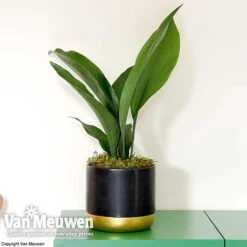 Aspidistra Elatior (House Plant) -Flower Plants Shop aspi vka2850 d
