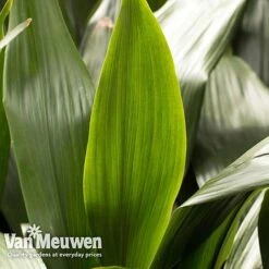 Aspidistra Elatior (House Plant) -Flower Plants Shop aspi vka2850 e