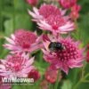 Astrantia Major 'Venice' -Flower Plants Shop astr 70499v b