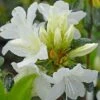 Azalea Japonica 'Snow White' (Patio Standard) -Flower Plants Shop aza