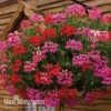 Geranium 'Balcon Mix' Pre-Planted Basket -Flower Plants Shop balcon1