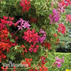 New Products -Flower Plants Shop balcon2