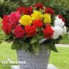 Begonia 'Double Flowered Mixed' -Flower Plants Shop bego 12544 b