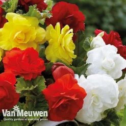 Begonia 'Double Flowered Mixed' -Flower Plants Shop bego 12544 e