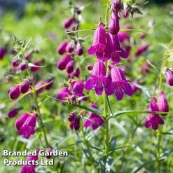 Penstemon 'Ice Cream Collection' -Flower Plants Shop blckberries