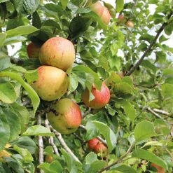 Apple Bramleys Seedling -Flower Plants Shop bram