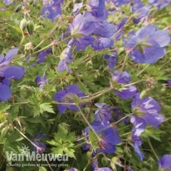 Geranium 'Brookside' -Flower Plants Shop brooks4