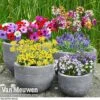 Bumper Spring Bulb Collection -Flower Plants Shop bulb coll1