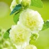 Hollyhock 'Chater's Yellow' 2 Hollyhock 'Chater's Yellow' -Flower Plants Shop chater20yellow1