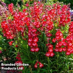 Penstemon 'Ice Cream Collection' -Flower Plants Shop cherry1