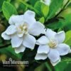 Gardenia 'Crown Jewels' -Flower Plants Shop crownjewels2