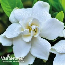 Gardenia 'Crown Jewels' -Flower Plants Shop crownjewels4