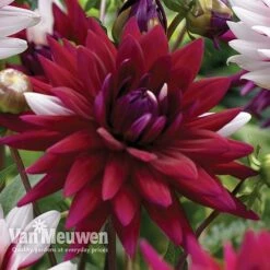 Dahlia 'Rebecca's World' -Flower Plants Shop dahl 70042v C
