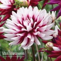 Dahlia 'Rebecca's World' -Flower Plants Shop dahl 70042v D