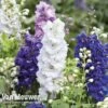Delphinium Hybridum 'Magic Fountains Mixed'