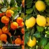 Citrus Tree Collection -Flower Plants Shop duo5