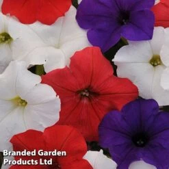 Petunia 'Easy Wave Union Jack Mix' 10 Petunia 'Easy Wave Union Jack Mix' -Flower Plants Shop flag2