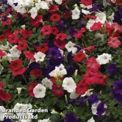 Petunia 'Easy Wave Union Jack Mix' 11 Petunia 'Easy Wave Union Jack Mix' -Flower Plants Shop flag3