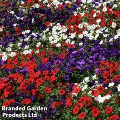 Petunia 'Easy Wave Union Jack Mix' 12 Petunia 'Easy Wave Union Jack Mix' -Flower Plants Shop flag4