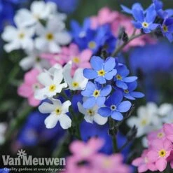 Forget-Me-Not 'Sylva Mixed' (Garden Ready) -Flower Plants Shop forget 2