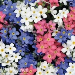 Forget-Me-Not 'Sylva Mixed' (Garden Ready) -Flower Plants Shop forget