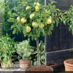 Patio Fruit Tree Collection -Flower Plants Shop fruit5