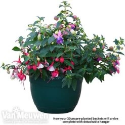 Fuchsia Trailing Pre-Planted Basket -Flower Plants Shop fuch vm