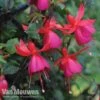 Fuchsia 'Fusion' -Flower Plants Shop fuch1