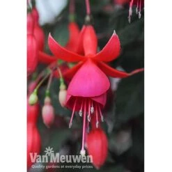 Fuchsia 'Fusion' -Flower Plants Shop fuch2